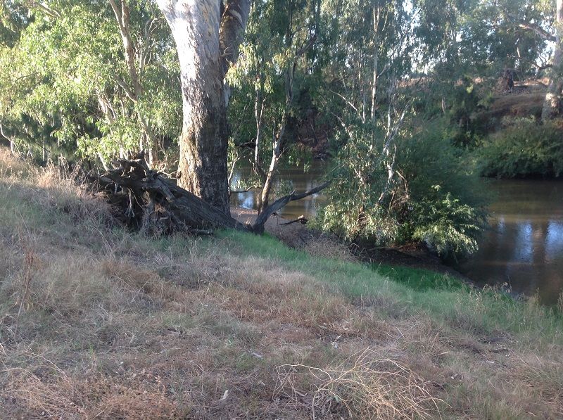 14 Mile Reserve, Lachlan River, Below Cowra.