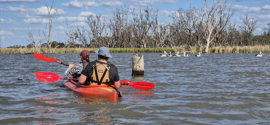 Macquarie Mashes tour in early spring 2025 Pelicans