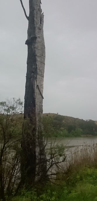 Canoe Tree (Walkers Flat) Sorry, the photo didn't load properly on your system