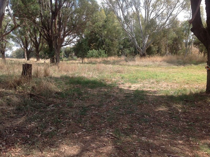 Cudgelo ln park on the Lachlan river