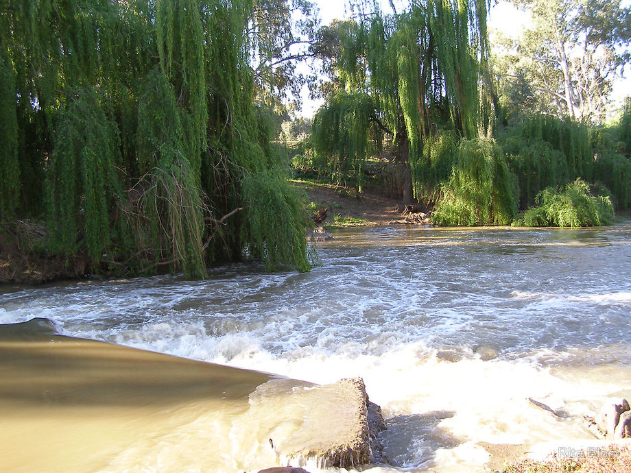 Lachlan river Forbes