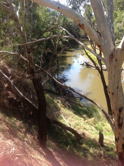 Roadside reserve over looking Lachlan River