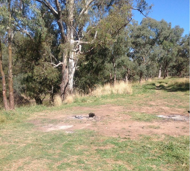 Gooloogong river reserve Camping sites- Lachlan river Gooloogong river reserve Camping sites- Lachlan river