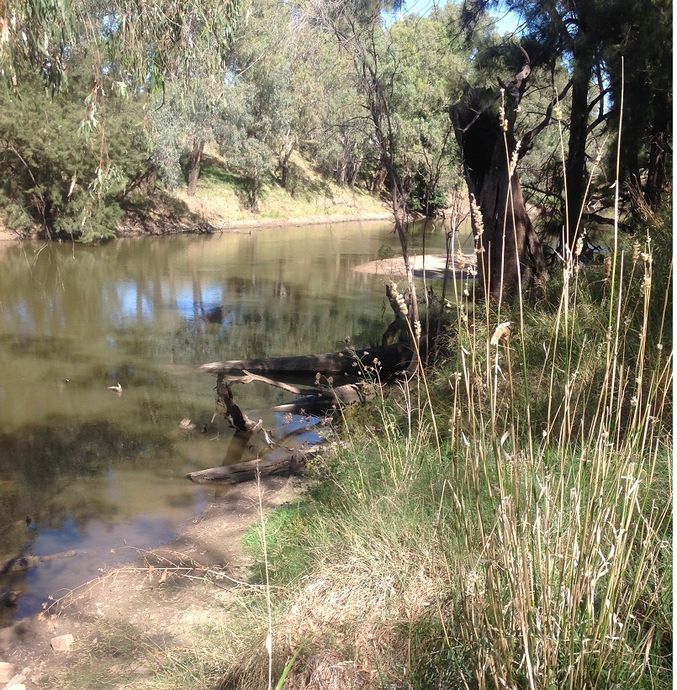 Gooloogong river reserve, downstream- Lachlan river