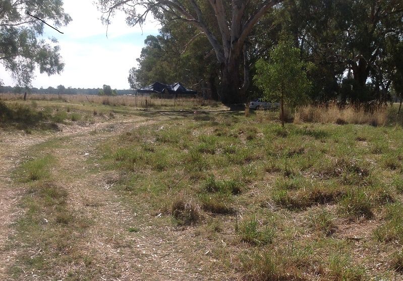 Bandon reserve-Lachlan river- camp site Bandon reserve-Lachlan river- camp site