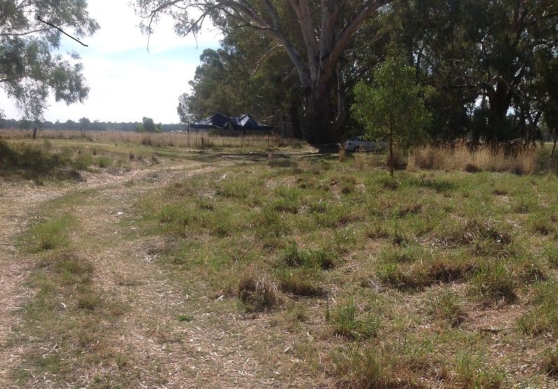 Bandon reserve-Lachlan river- camp site