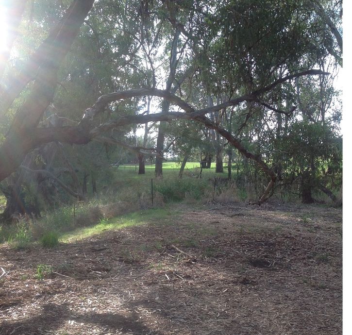 Lachlan River,Katies crn reserve ,Camping sites