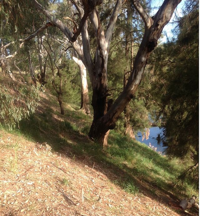 Lachlan River, Gooloogong, Katies Corner reserve-steepbank