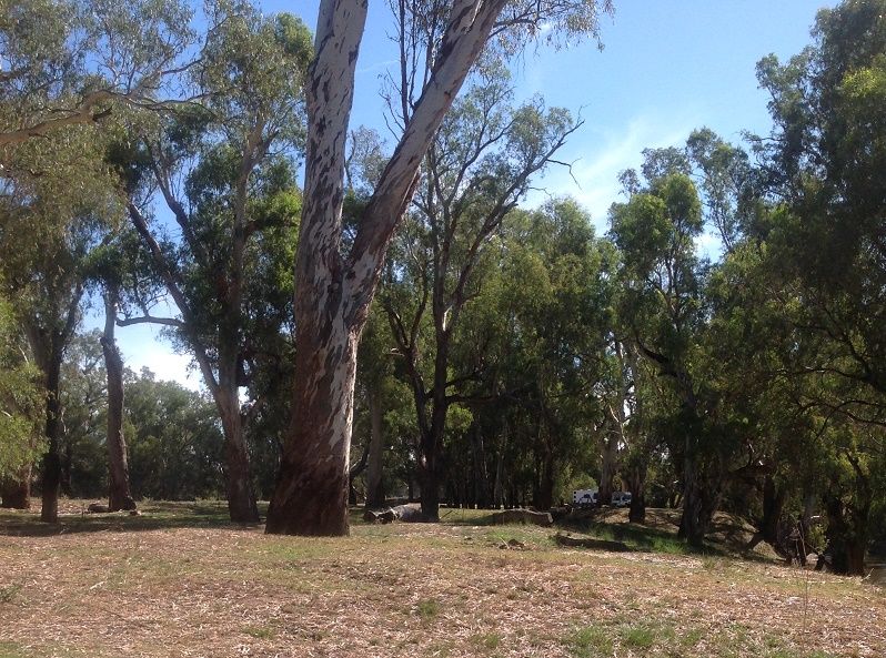 Lachlan river -Paytons Bridge -Campsites