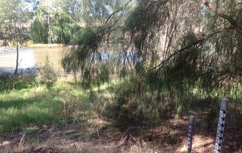 Goobank crk. Weir- Condobolin, Downstream