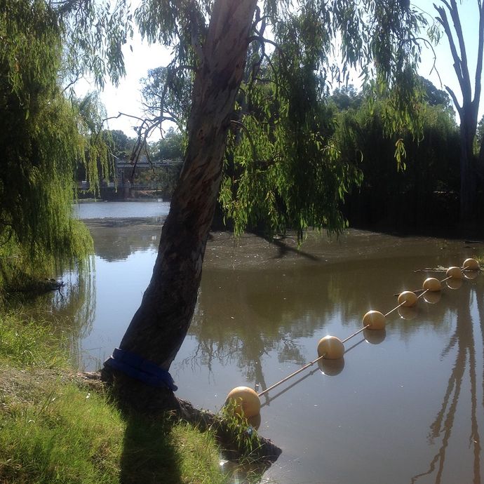 Lachlan River, Jemalong weir, Pool above weir