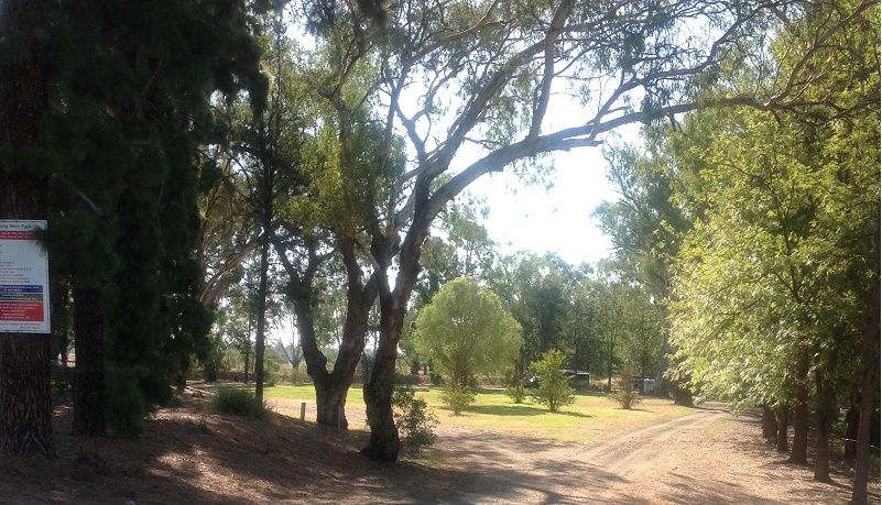 Lachlan River, Jemalong weir, Camping area below weir