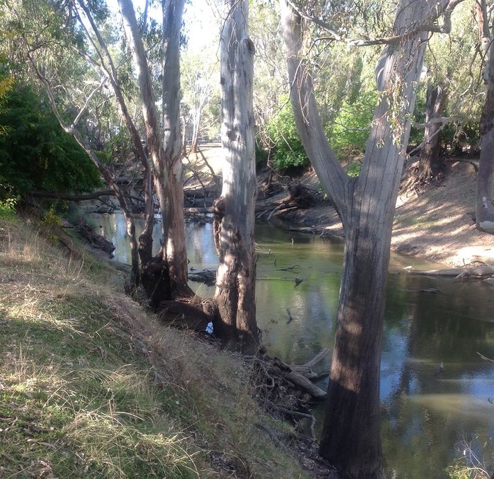 Lachlan river, Forbes Condo, first reserve area