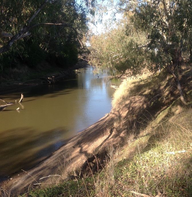 Lachlan river, Forbes Condo, first reserve, snag Lachlan river, Forbes Condo, first reserve,snag