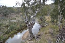 Lachlan River -Narrawa bridge - 0.197m 2016 Lachlan River -Narrawa bridge - 0.197m 2016