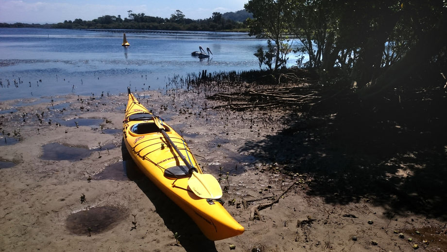 Shoalhaven Heads Hay Ave mangrove access Shoalhaven Heads Hay Ave mangrove access photo