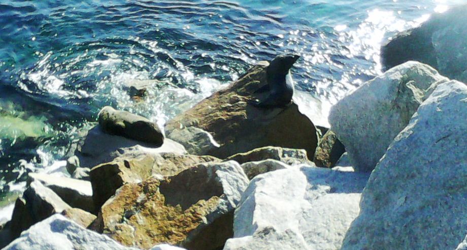 Wagonga Inlet Seals Wagonga Inlet Seals